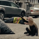 Ampersand the monkey gestures in the trailer for FX on Hulu's Y: The Last Man.